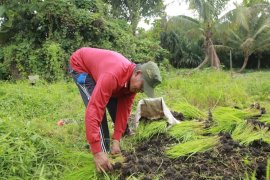Kaltara Deflasi 0,21 Persen, Produksi Gabah Tembus 27 Ribu Ton