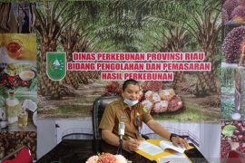 Iklim La Nina picu kenaikan harga sawit Riau