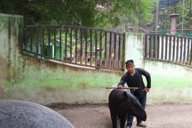 Keeper Taman Rimba kembangbiakkan Tapir berbekal pengalaman pelihara sapi