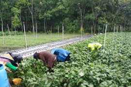 Adaro's fostered boarding school successful in edamame farming