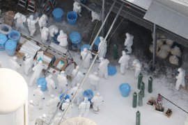 Swedia akan musnahkan 1,3 juta ayam adanya kasus flu burung