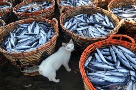 Polisi tengah selidiki video viral dugaan oknum Brimob banting anak kucing