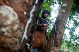 Harga Getah Karet Naik