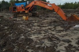 Hutan mangrove di Gunungsitoli Utara  dirusak
