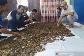 Dapat bibit dari Kapolres, PWI Kepulauan Meranti segera garap kebun jahe merah