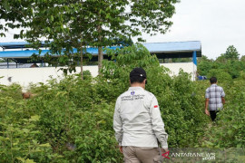 Pemkab Keerom: jagung-singkong jadi komoditi utama