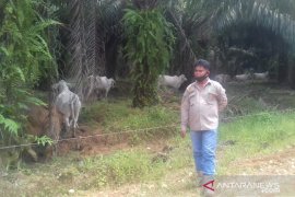 Tanah Bumbu kejar swasembada daging melalui program sikomandan