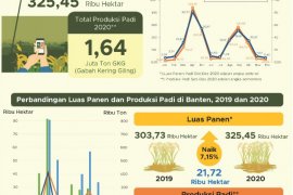 Luas panen dan produksi padi di Banten 2020 diperkirakan naik