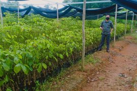 DPP Paser salurkan bantuan 88.500 bibit karet