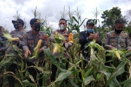 Polres Aceh Tengah panen 2 ton jagung, hasilnya dibagi ke masyarakat