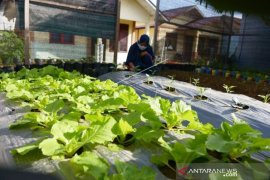 Budi Daya Tanaman Kebun Di Halaman rumah Page 1 Small