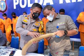 Tiga pelaku perdagangan gading gajah ditangkap polisi Riau, satu ASN