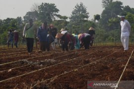 Dedi Mulyadi ajak petani dan pengurus masjid di Purwakarta gotong-royong tanam padi