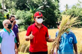 Buleleng panen perdana padi varietas M70D