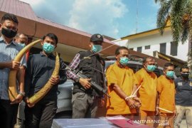 Pengungkapan Kasus Jual Beli Gading Gajah Di Jalan Lintas Pekanbaru - Teluk Kuantan