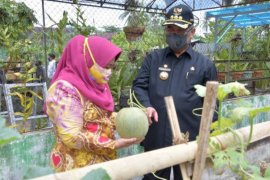 Bupati dan Wabup HSS panen buah di kebun PKK