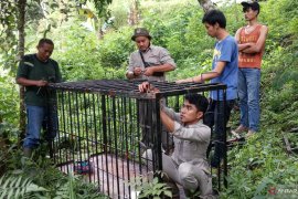 BKSDA Agam pasang perangkap di lokasi beruang muncul kawasan Kelok 44 (Video)