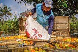 DPMPD Kaltim Fasilitasi Pengembangan Kawasan Agrowisata Perdesaan