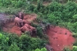 BKSDA Aceh tangani gangguan gajah di Bener Meriah