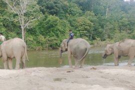 Konflik gajah dan manusia, salah siapa?