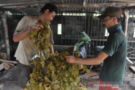 Komoditas Gambir di Babat Toman Muba Page 1 Small