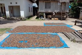 Petani mete Buton Utara keluhkan tengkulak mainkan harga