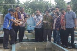 Wali Kota Binjai Muhammad Idaham panen ikan budidaya