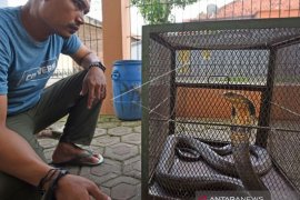 BKSDA Banten Amankan Ular King Kobra Page 1 Small