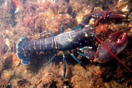 Izin ekspor benih lobster bermasalah sejak awal