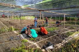 Bantuan pusat mampu dongkrak ekonomi rakyat di masa pandemi COVID-19