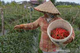 Panen cabai saat harga naik