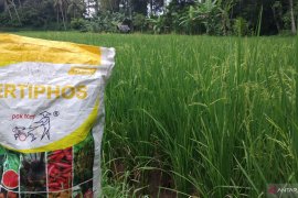 Pemkab Tanah Datar awasi pendistribusian pupuk dan obat-obatan pertanian