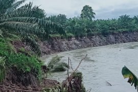 Abrasi Krueng Babahrot- Abdya semakin meluas