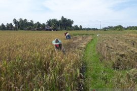 75,25 hektare sawah di Pariaman diserang hama wereng