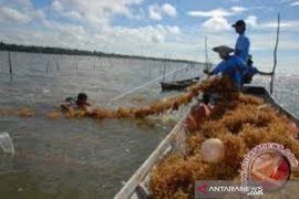 Surat sertifikat sehat belum ada, sebanyak 50 ton rumput laut  tertunda ekspor