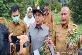 Madina berpotensi penyumbang bawang merah di Sumut