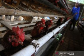 Dampak Kenaikan Harga Pakan Ayam Page 1 Small