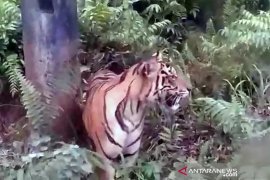 Seekor harimau masuk permukiman warga