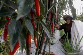 Panen cabai di Gunung Semeru
