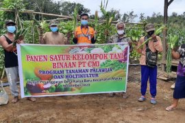 Poktan binaan PT CITA panen sayur 3,3 ton di Ketapang