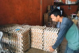Harga telur ayam naik di Pasar Lambaro
