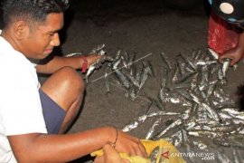 Fenomena Ikan Hidup Naik Ke Pesisir Pantai Page 1 Small