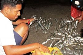 Fenomena Ikan Hidup Naik Ke Pesisir Pantai Lewoleba Page 1 Small