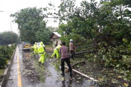 Banjir mengakibatkan pohon tumbang, Satlantas Polres Lhokseumawe atur lalulintas
