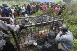 Harimau Sumatera masuk perangkap