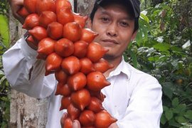 Hanif Wicaksono bangun perpustakaan pohon buah langka Kalimantan