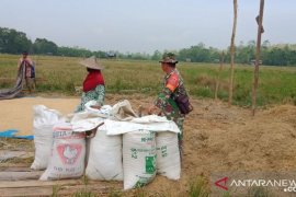 Babinsa Kodim Kendari lakukan pendampingan petani padi sawah