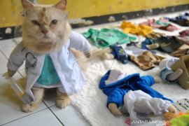 Produksi Aksesoris Busana Untuk Kucing Page 1 Small