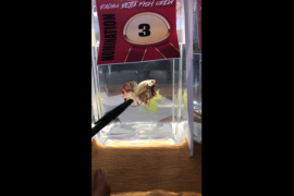 Kontes Ikan Cupang di perbatasan potensi ekspor menjanjikan