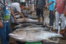 Tangkapan Ikan Tuna Menurun Page 1 Small